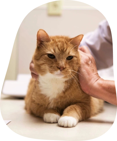 Pet Preventative Care