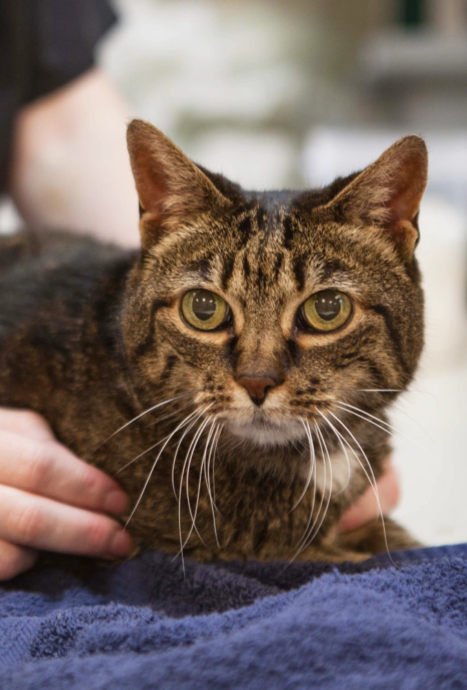 Stories from Happy Pet People