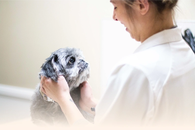 Microchipping