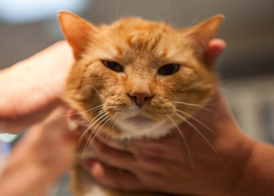 Our PetDesk App