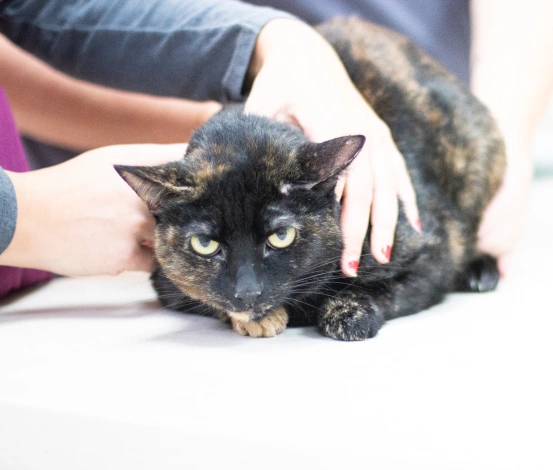 Pet Preventative Care