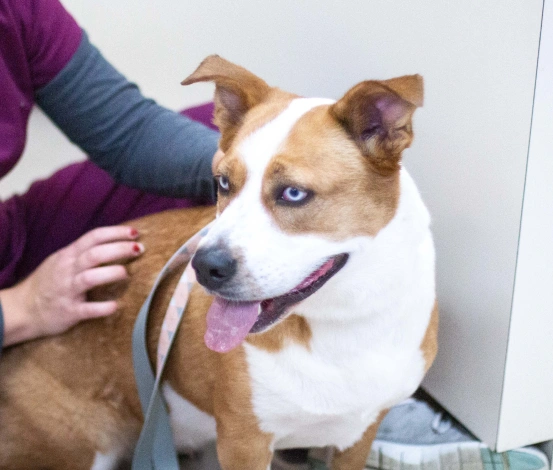 Pet Specialist Services