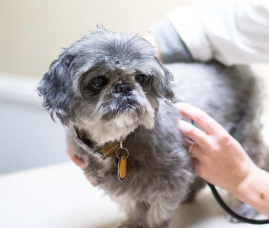 Pet Urgent Care