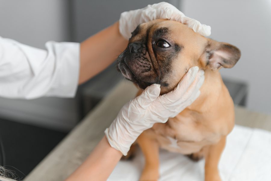 how-often-pets-see-the-vet