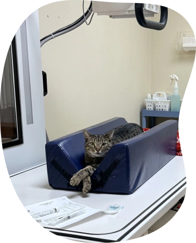 Diagnostic Care