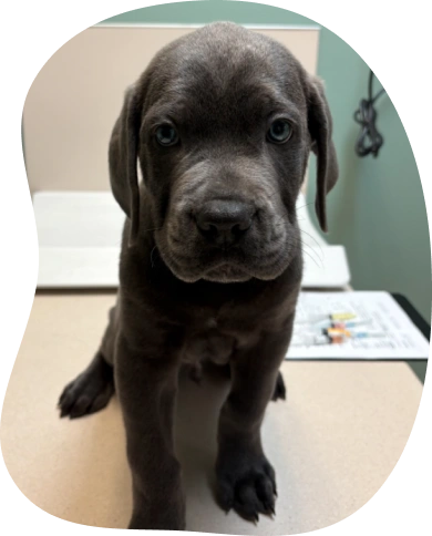 puppy & kitten care