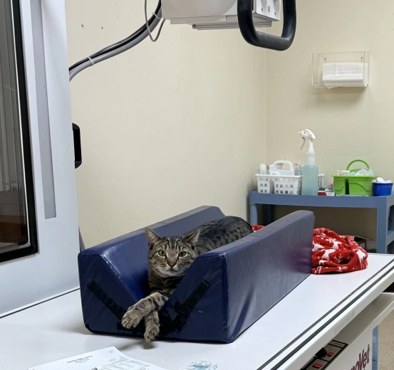 Pet Diagnostic Care