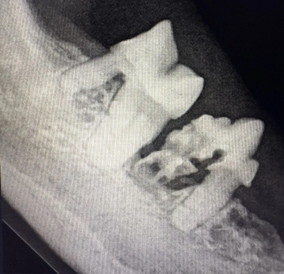Pet Dental Services