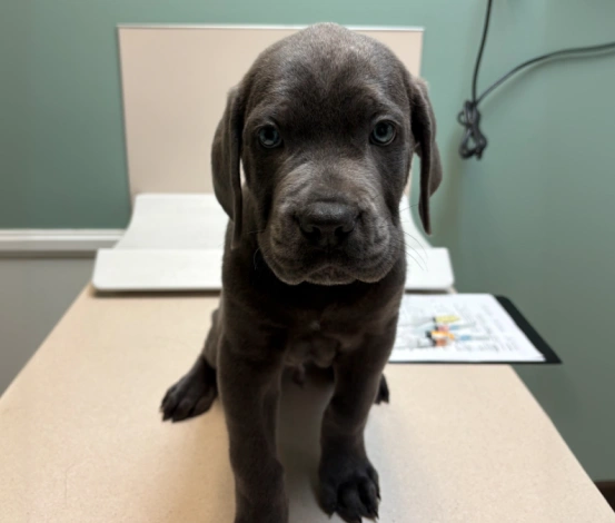 Puppy & Kitten Care