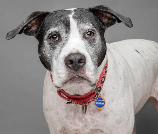 Senior Pet Care