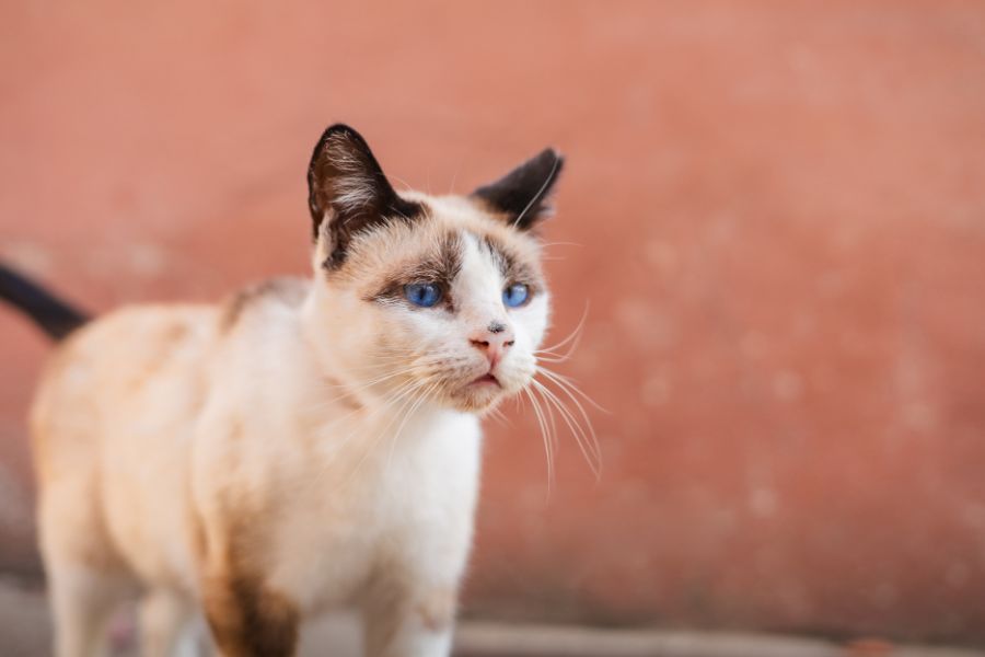 tips-keep-pet-healthy-all-year